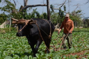 Viñales, Pinar del Rio - Foto Yailin Alfardo